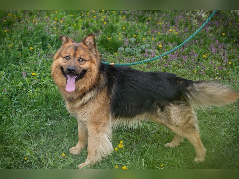 WUTZ – Fröhlicher Herzenshund sucht ein neues Zuhause