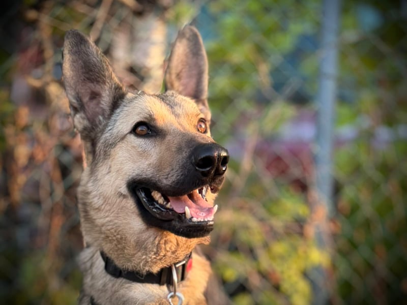 Grinder – cleverer Schäferhund-Mix sucht Zuhause