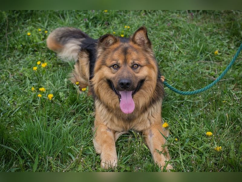 WUTZ – Fröhlicher Herzenshund sucht ein neues Zuhause