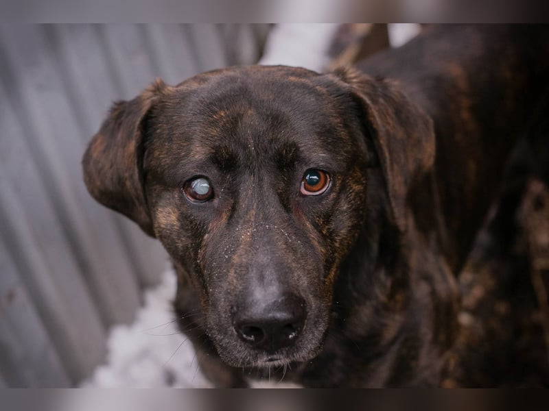 MERLIN – Ein treuer Herzenshund wartet schon viel zu lange