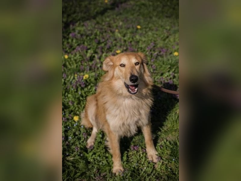 Collie-Mix Rösti sucht ein Zuhause