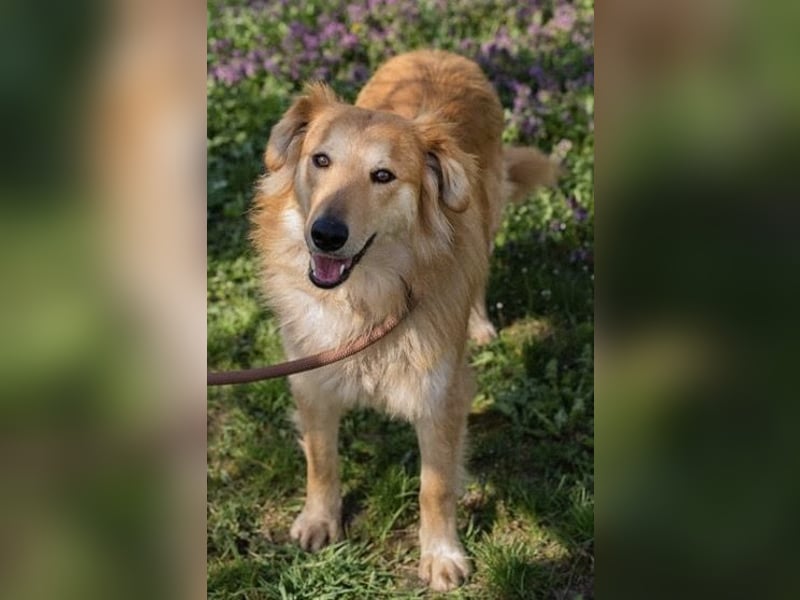 Collie-Mix Rösti sucht ein Zuhause