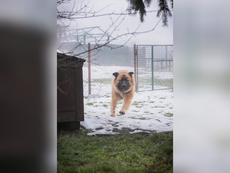 HEROY – Ein fröhlicher besonderer Hund sucht seine Menschen