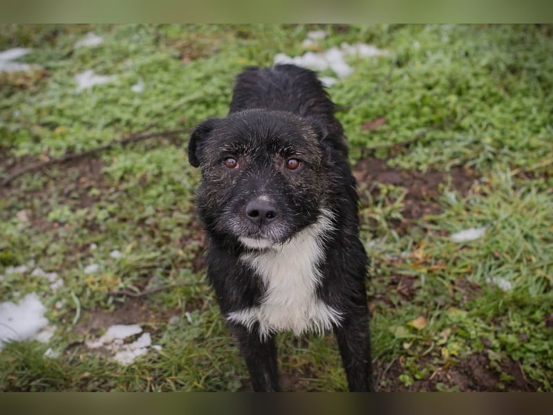 SMOKIE – Treuer Kämpfer sucht sein Happy End