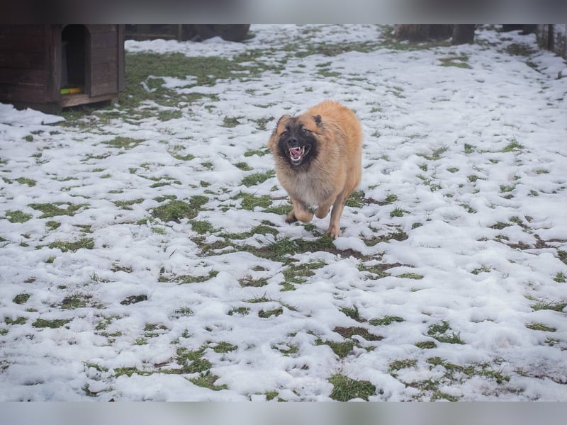 HEROY – Ein fröhlicher besonderer Hund sucht seine Menschen
