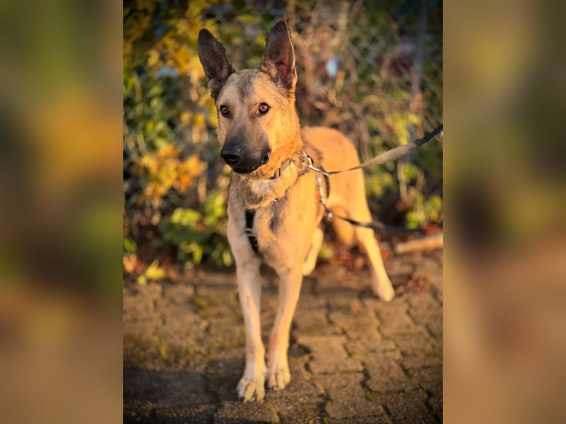 Grinder – cleverer Schäferhund-Mix sucht Zuhause