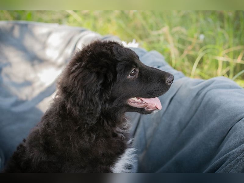 ROKO sucht ein neues Zuhause (Bruder von Tilly)