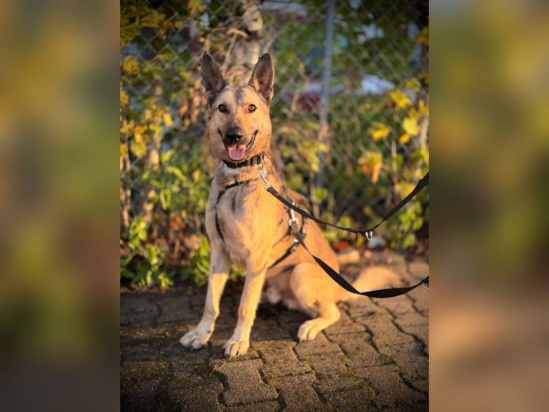 Grinder – cleverer Schäferhund-Mix sucht Zuhause