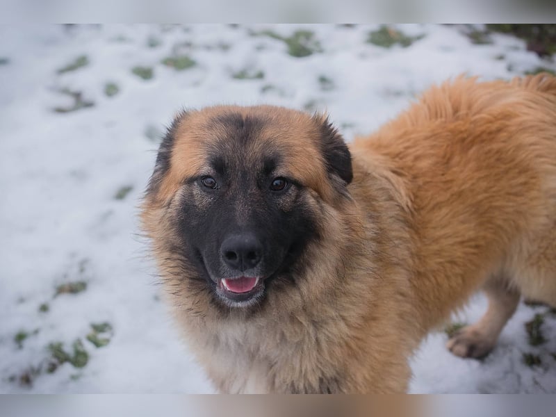 HEROY – Ein fröhlicher besonderer Hund sucht seine Menschen