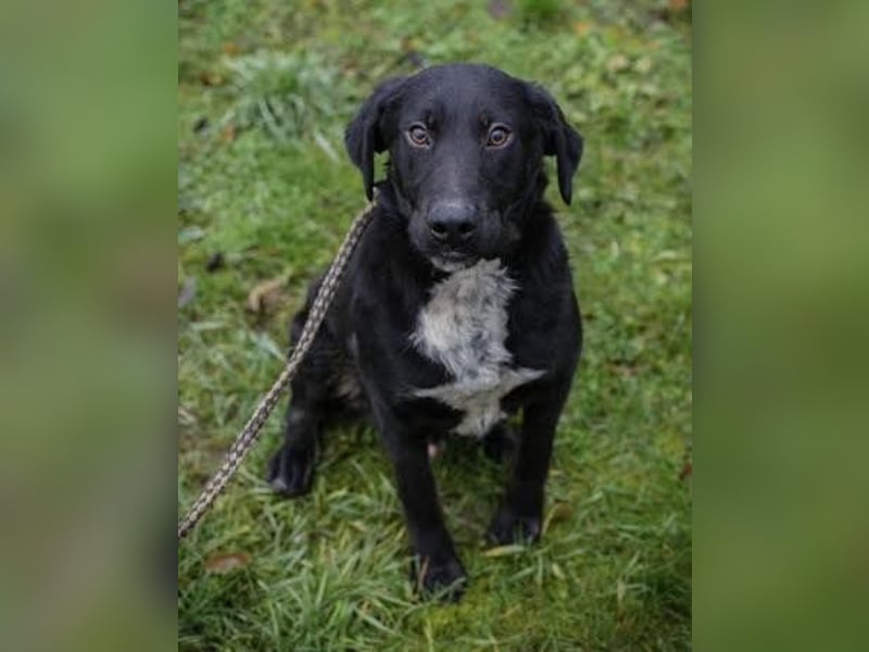 HEIKO- Der wunderbare und unkomplizierte Labrador-Mix Heiko sucht ein neues