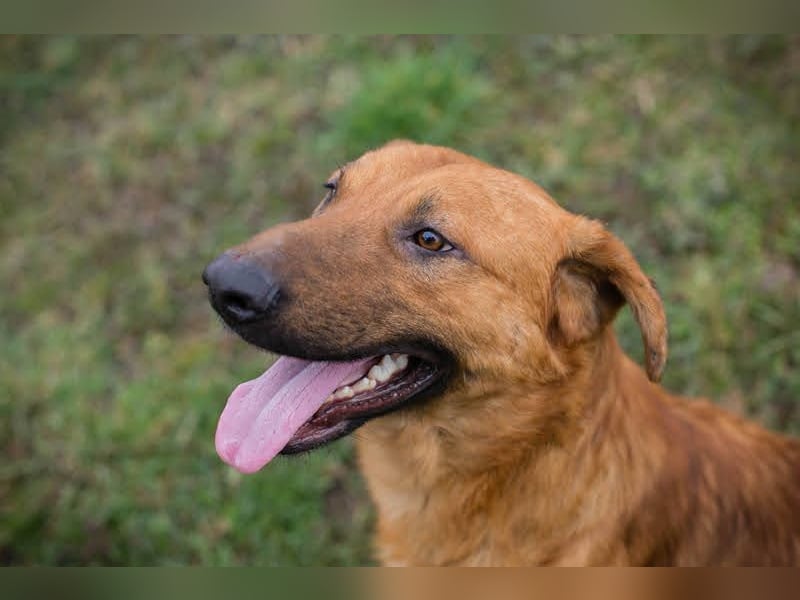 BENNY – Gute-Laune-Bär sucht seine Familie