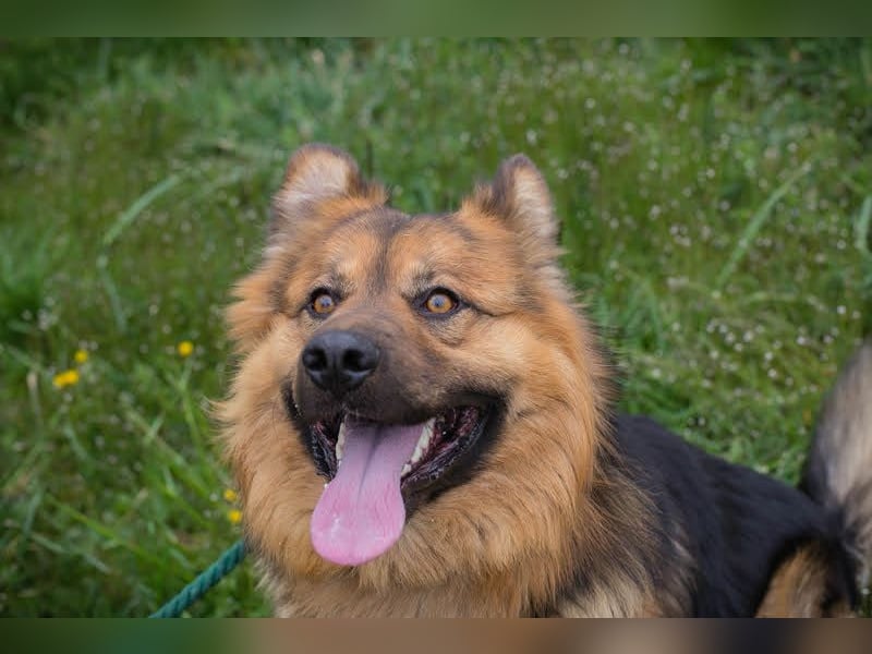 WUTZ – Fröhlicher Herzenshund sucht ein neues Zuhause