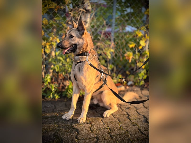 Grinder – cleverer Schäferhund-Mix sucht Zuhause