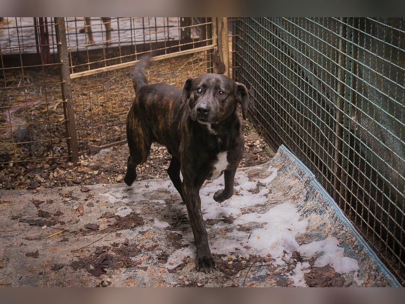 MERLIN – Ein treuer Herzenshund wartet schon viel zu lange