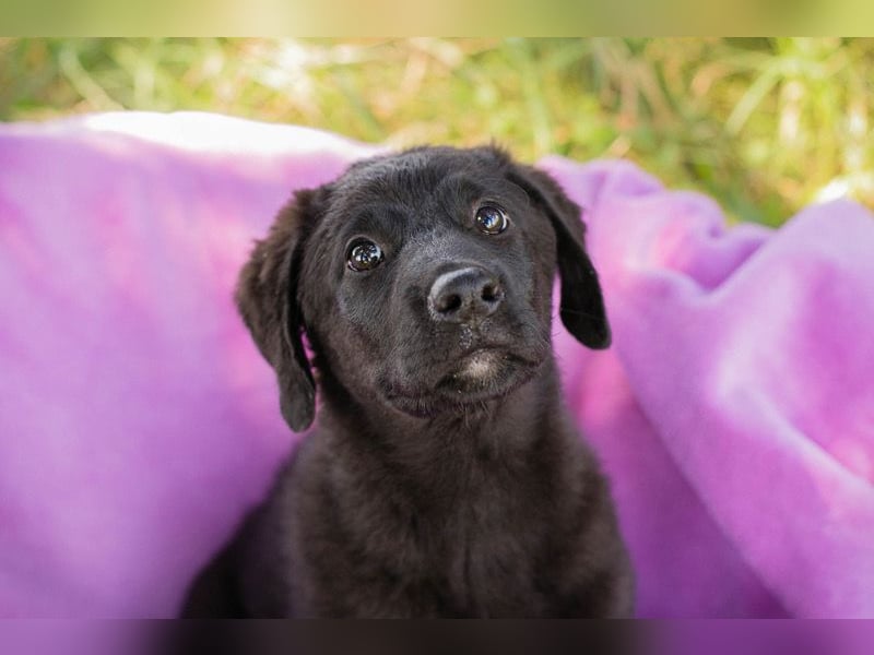 Tilly sucht ein neues Zuhause (Schwester von Roko)