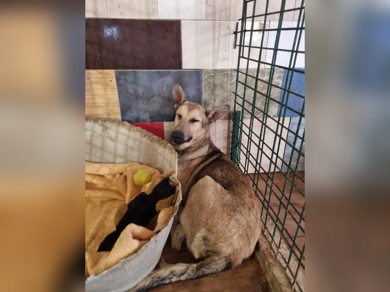GRINDER – Vom Straßenhund zum treuen Begleiter