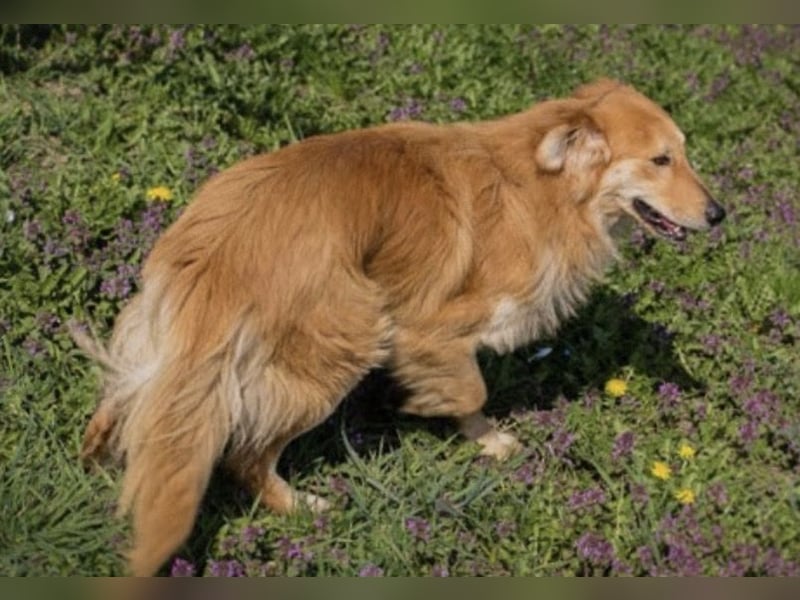 Collie-Mix Rösti sucht ein Zuhause