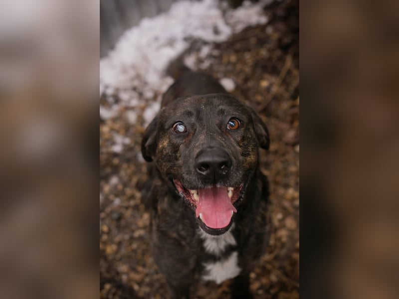 MERLIN – Ein treuer Herzenshund wartet schon viel zu lange