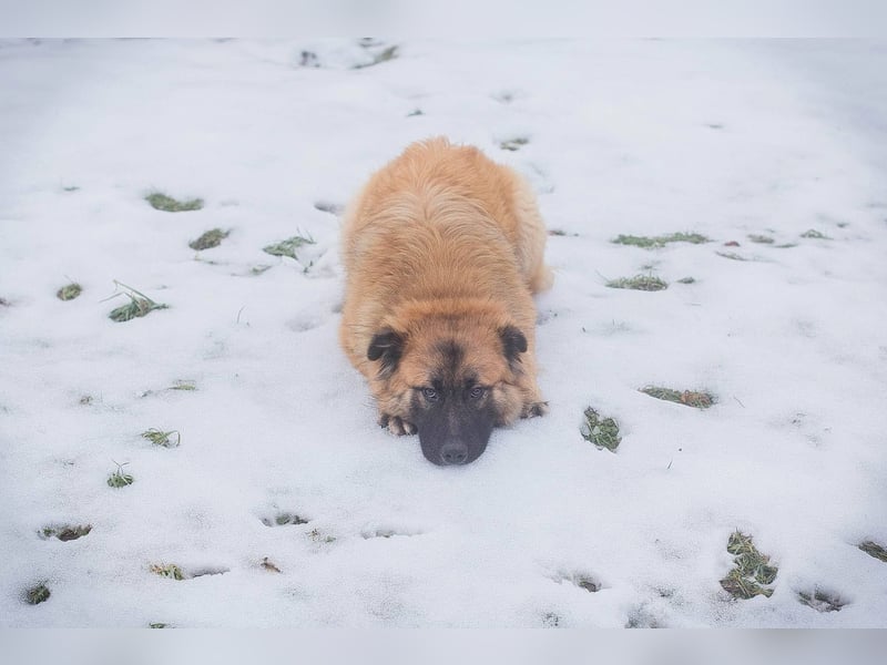 HEROY – Ein fröhlicher besonderer Hund sucht seine Menschen