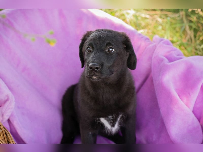 Tilly sucht ein neues Zuhause (Schwester von Roko)