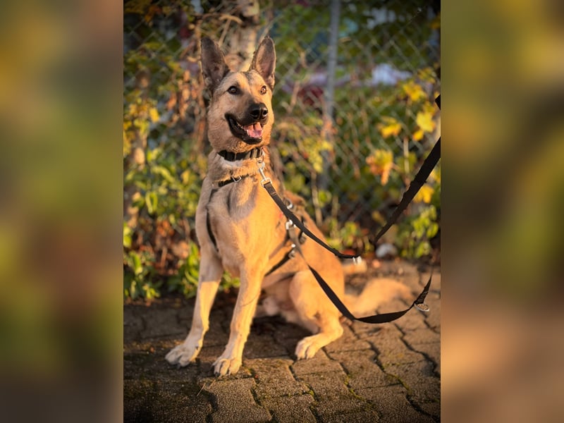 Grinder – cleverer Schäferhund-Mix sucht Zuhause