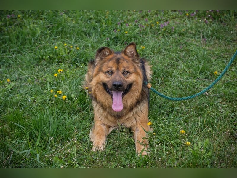 WUTZ – Fröhlicher Herzenshund sucht ein neues Zuhause