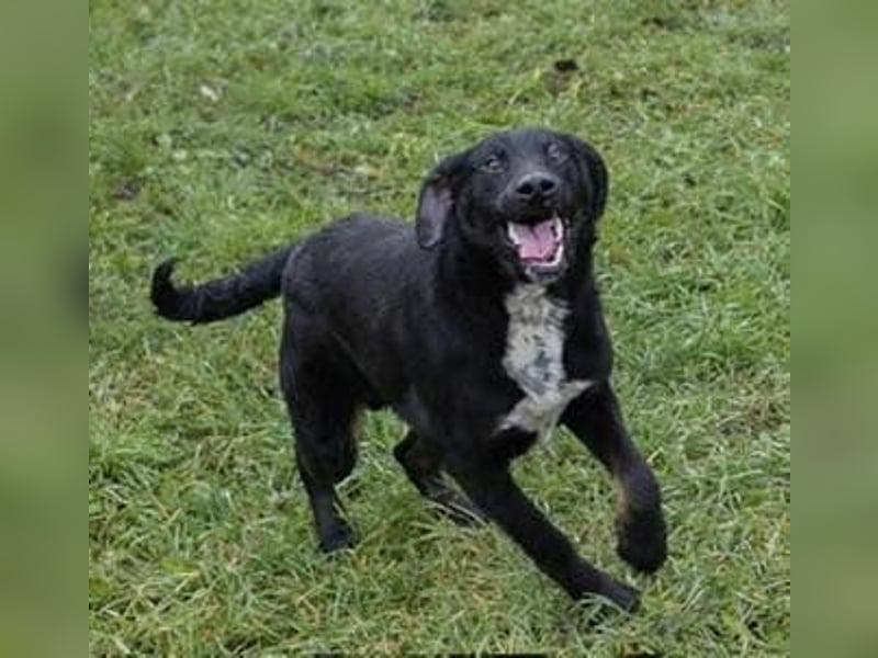 HEIKO- Der wunderbare und unkomplizierte Labrador-Mix Heiko sucht ein neues