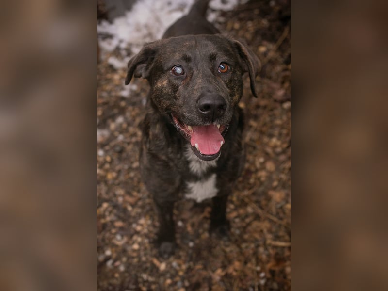 MERLIN – Ein treuer Herzenshund wartet schon viel zu lange
