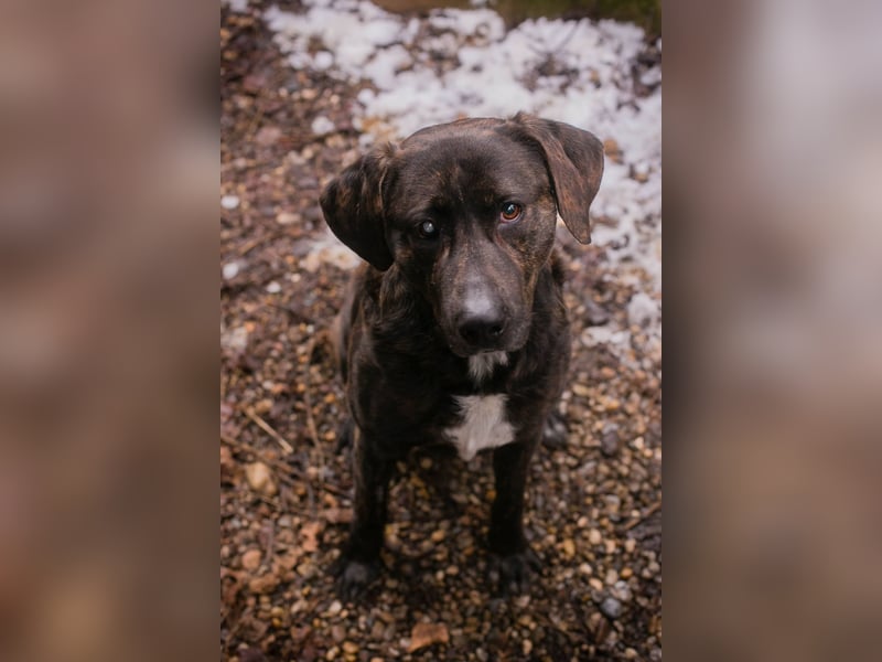 MERLIN – Ein treuer Herzenshund wartet schon viel zu lange