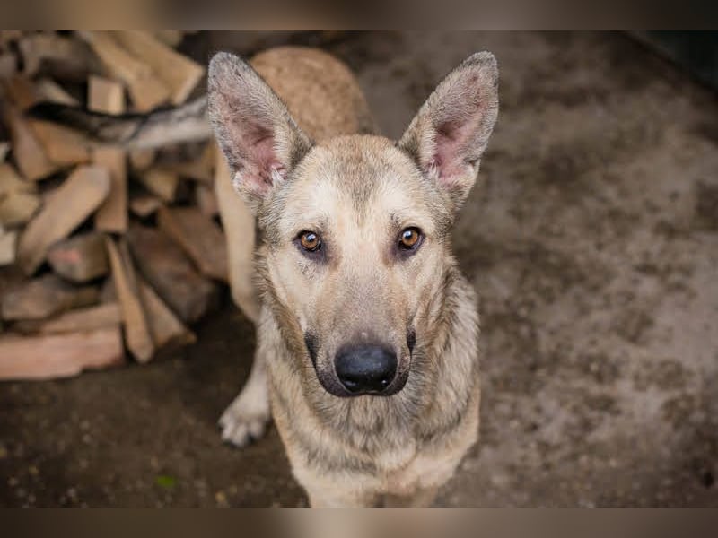 GRINDER – Vom Straßenhund zum treuen Begleiter