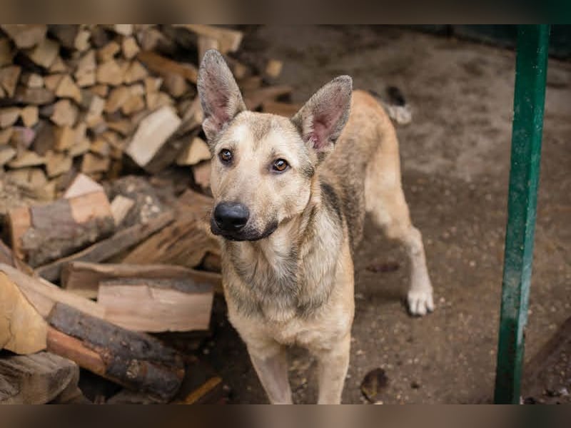 GRINDER – Vom Straßenhund zum treuen Begleiter