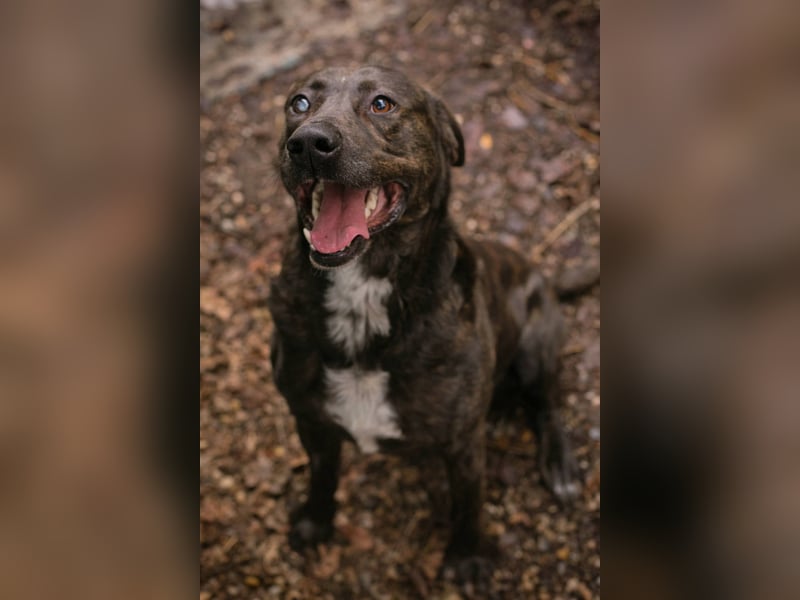 MERLIN – Ein treuer Herzenshund wartet schon viel zu lange