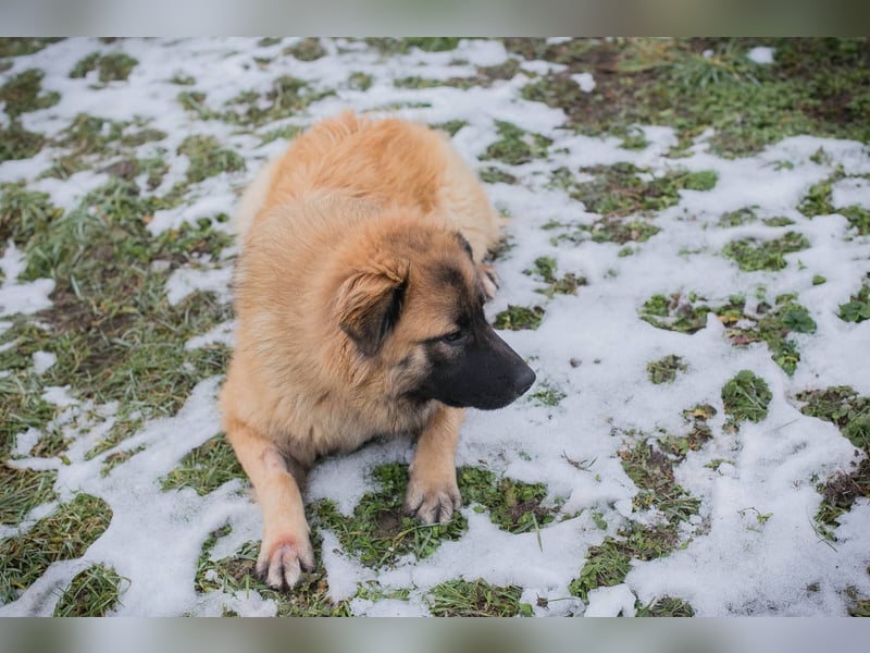 HEROY – Ein fröhlicher besonderer Hund sucht seine Menschen