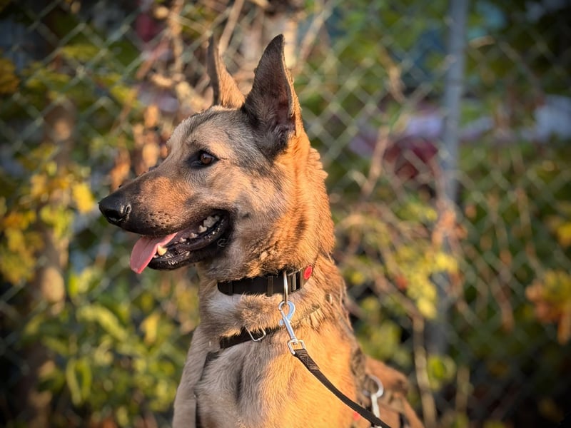 Grinder – cleverer Schäferhund-Mix sucht Zuhause