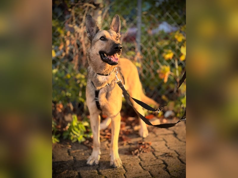 Grinder – cleverer Schäferhund-Mix sucht Zuhause