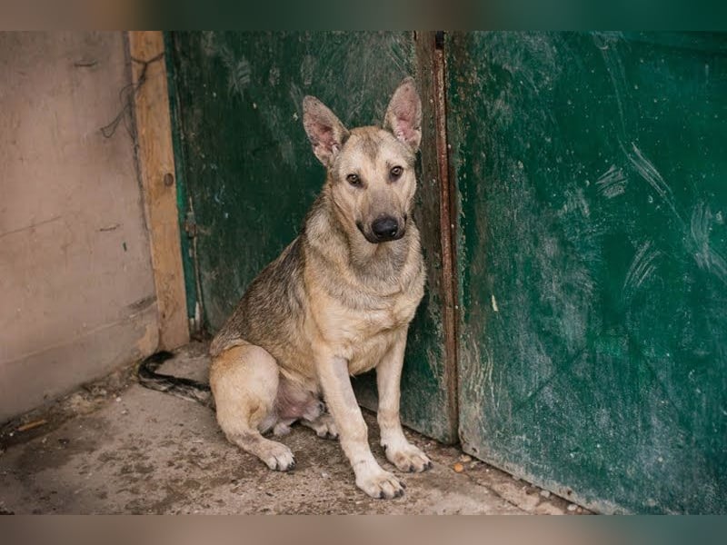 Grinder – cleverer Schäferhund-Mix sucht Zuhause