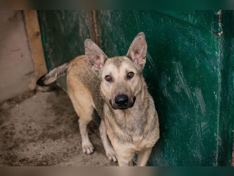 GRINDER – Vom Straßenhund zum treuen Begleiter