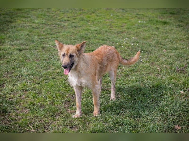 NALA – Liebevolle Hundemama sucht ihr eigenes Glück