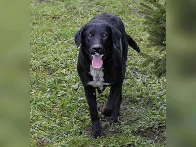 HEIKO- Der wunderbare und unkomplizierte Labrador-Mix Heiko sucht ein neues