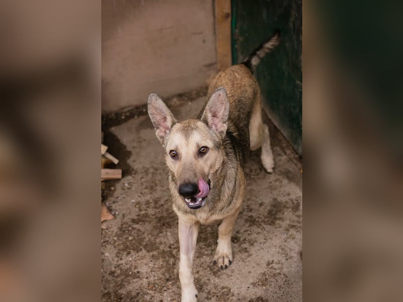 GRINDER – Vom Straßenhund zum treuen Begleiter