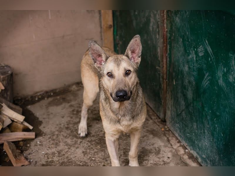 GRINDER – Vom Straßenhund zum treuen Begleiter