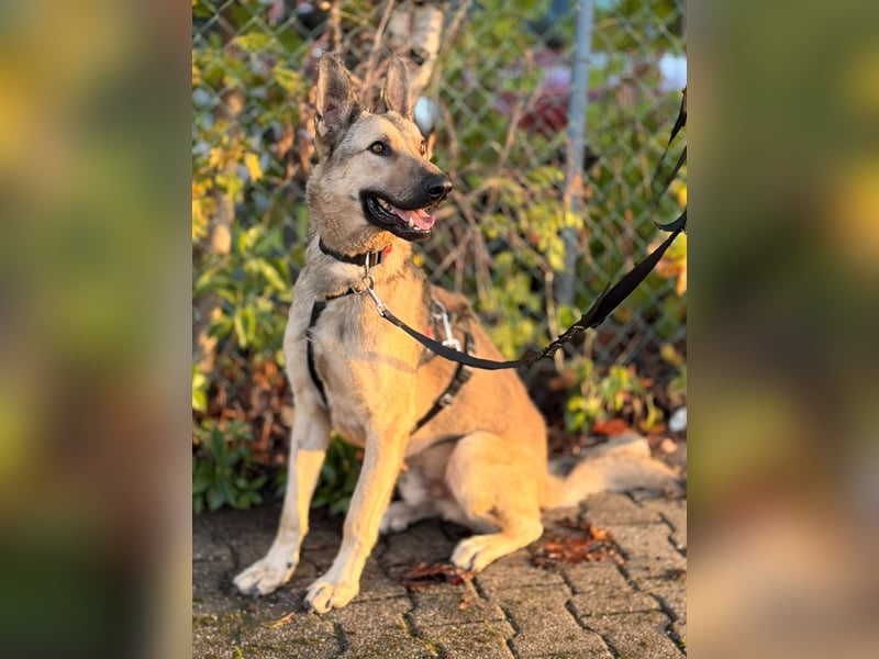 Grinder – cleverer Schäferhund-Mix sucht Zuhause