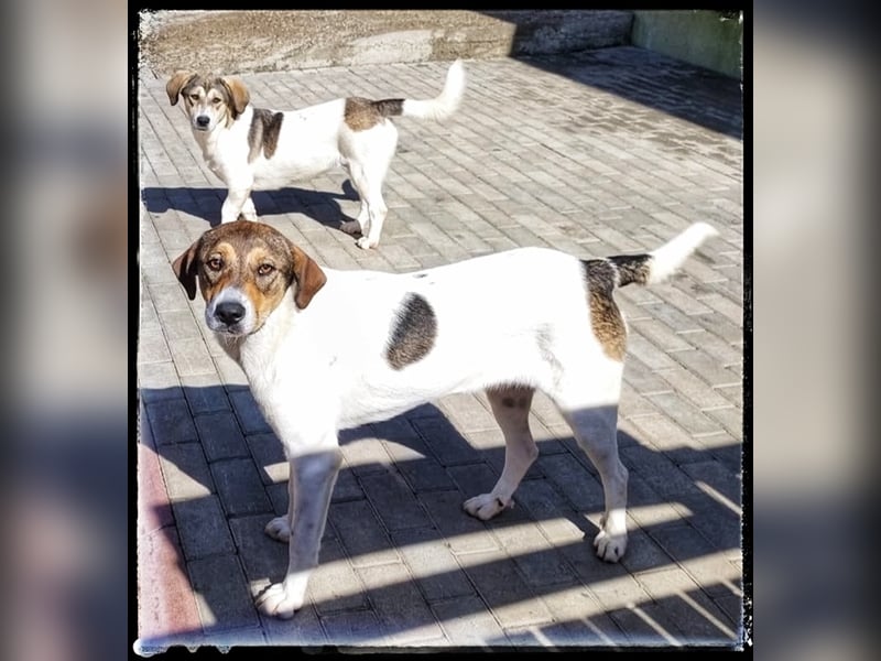 Hermine - schüchtern und lieb - ist auf der Suche