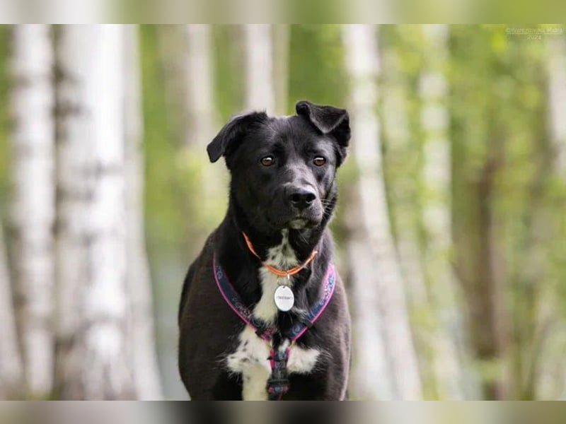 Sensible Nora sucht ruhiges Zuhause