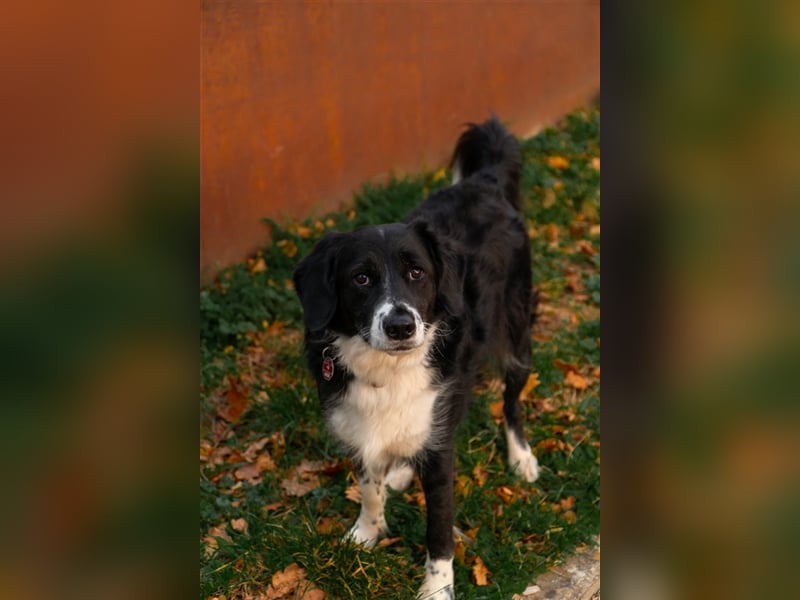 Merlin sucht sein zu Hause! ❤️