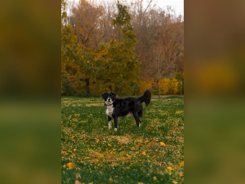 Merlin sucht sein zu Hause! ❤️