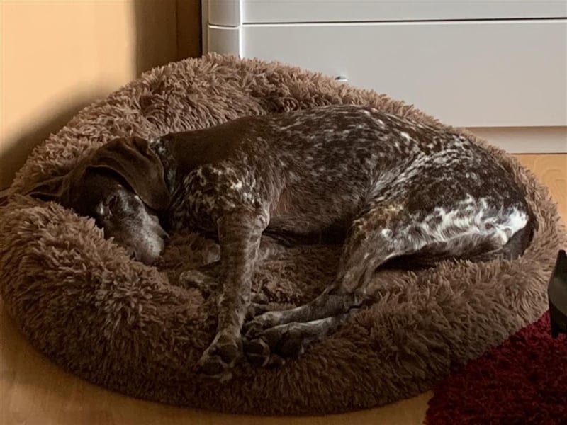 Lona sucht ihr zu Hause! ❤️