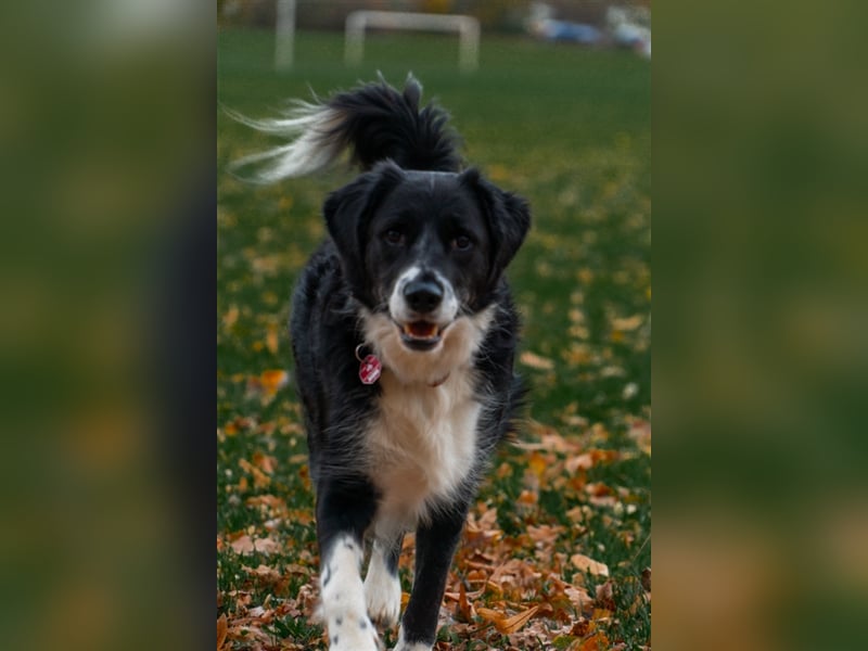 Merlin sucht sein zu Hause! ❤️