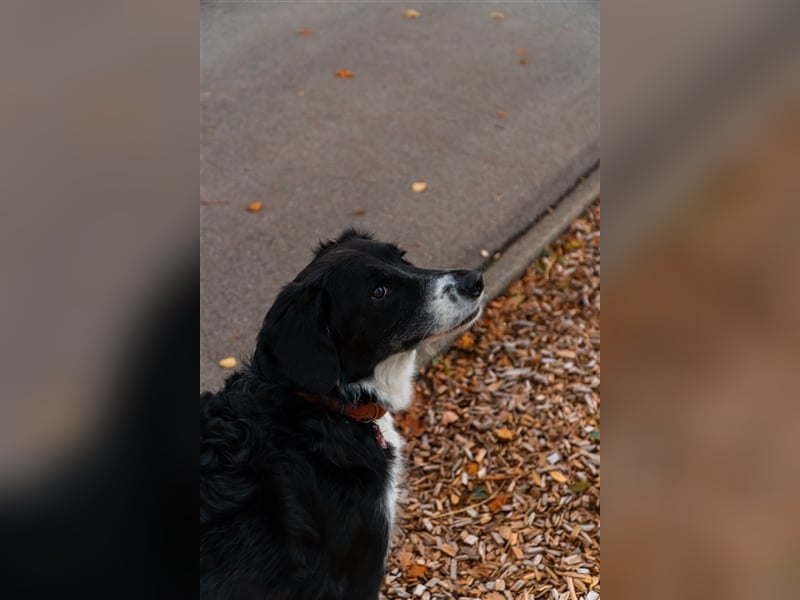 Merlin sucht sein zu Hause! ❤️