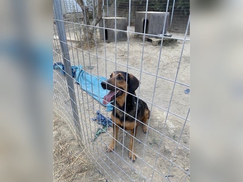 Duffy sucht sein zu Hause!❤️